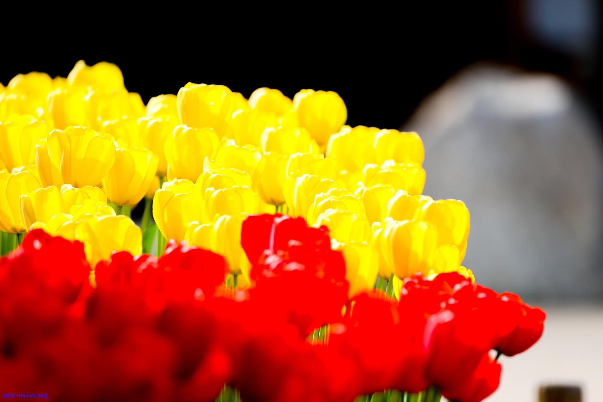 4ABC4F24-8E89-4A81-A8BF-ACD95ED8569E.jpeg