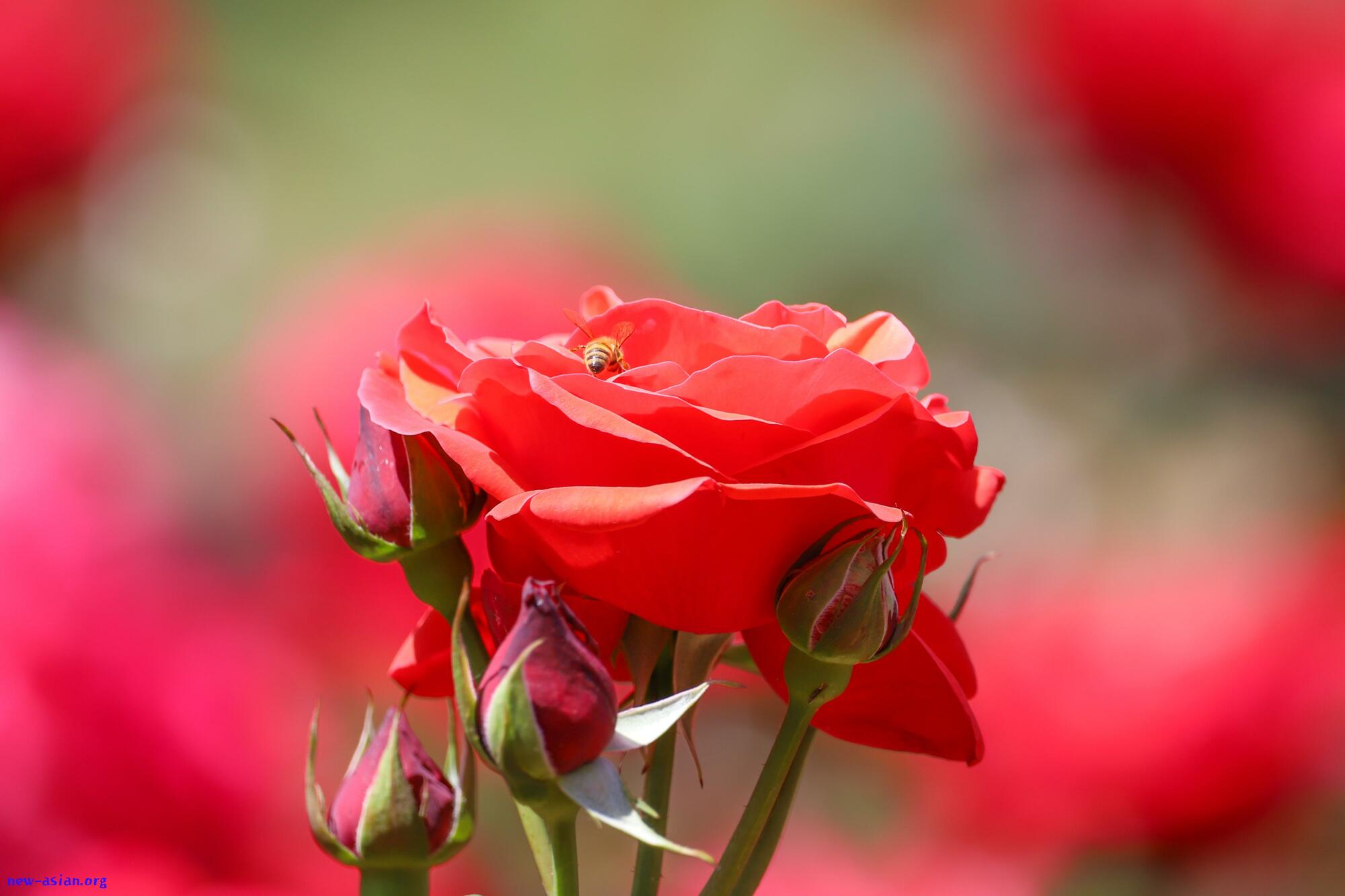A942F353-B2DD-4C95-A8A8-625DB6A7AAC4.jpeg.jpg