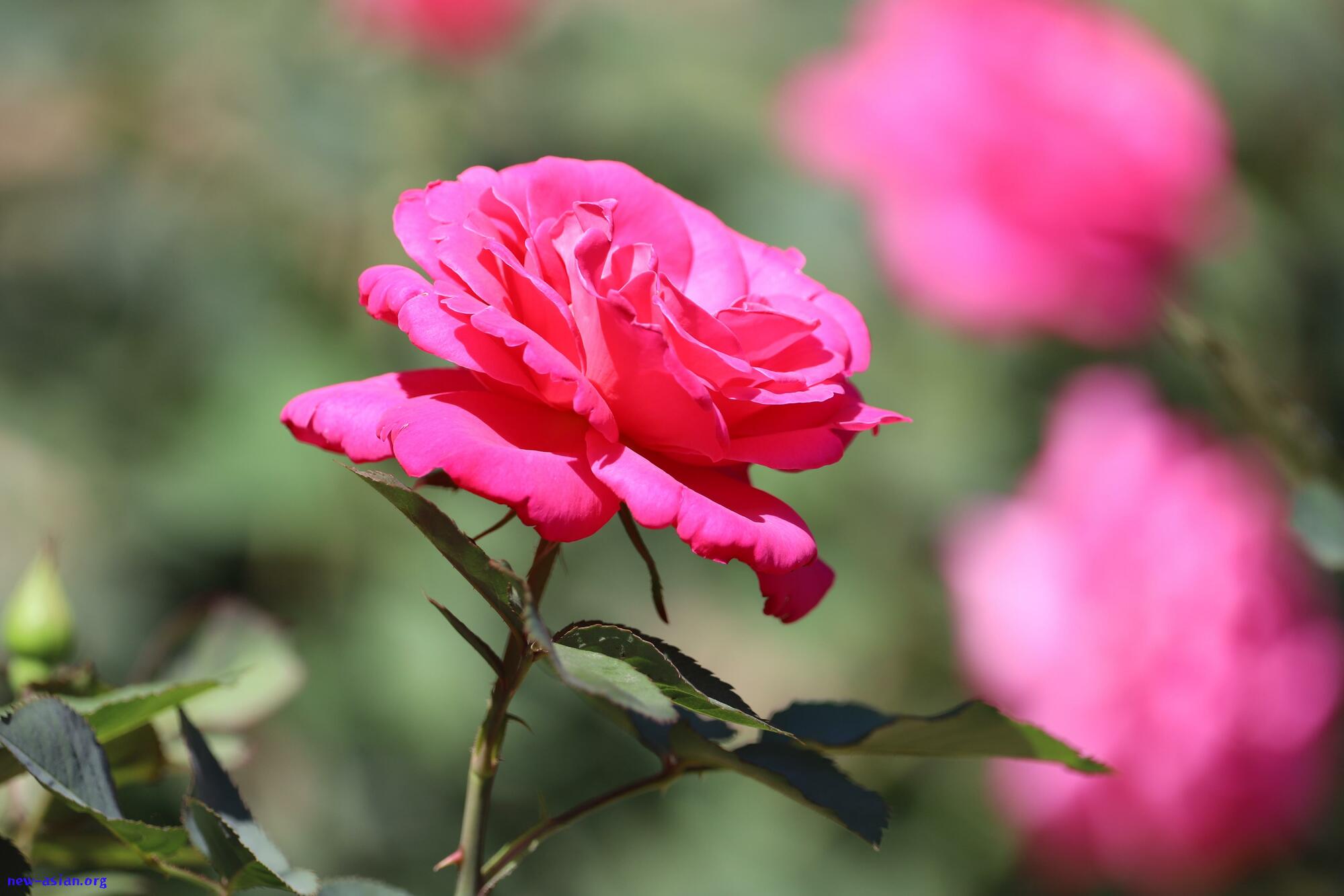 9145CF6C-1E09-445D-8C73-DEEBD0136B13.jpeg.jpg