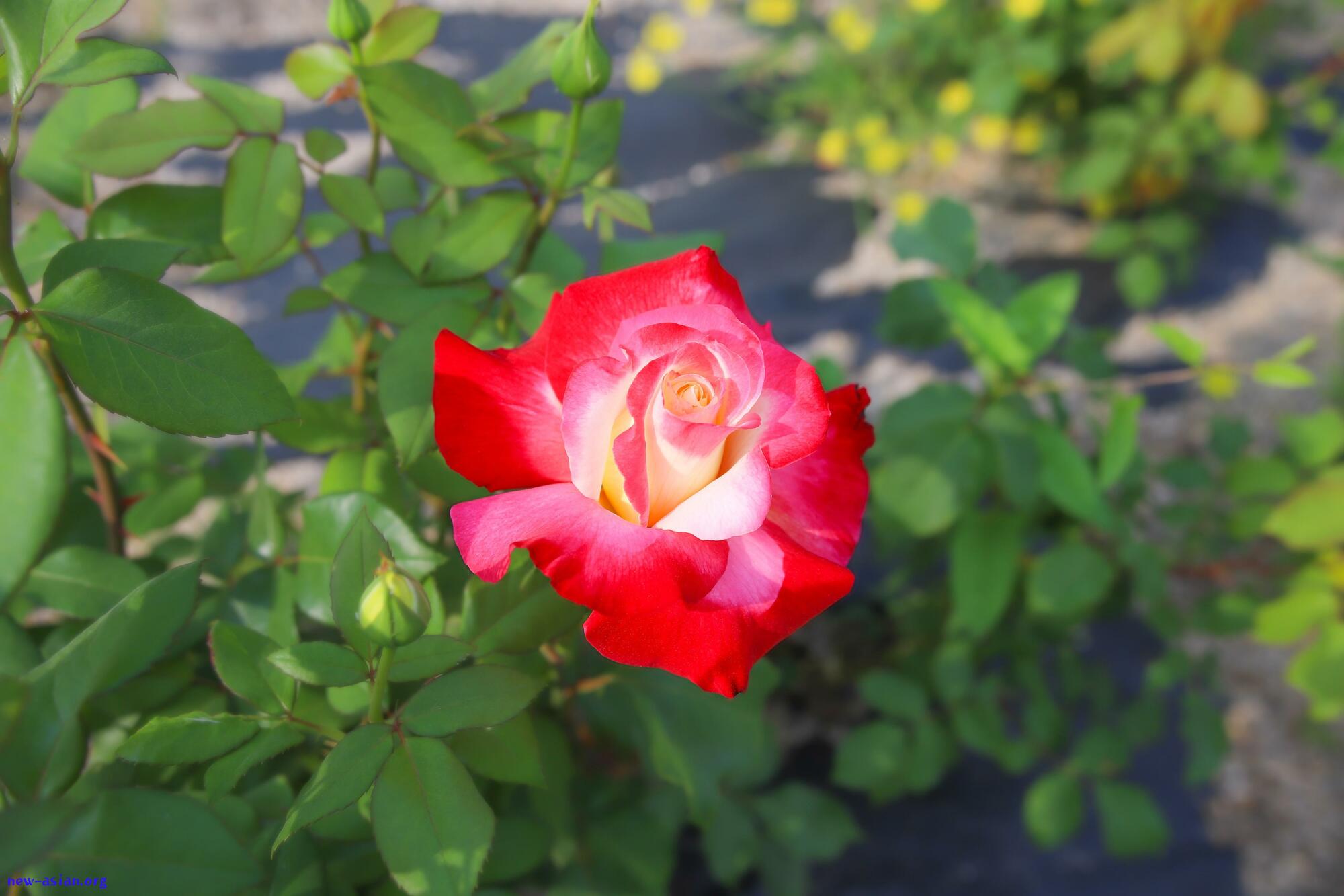 1D264175-E1BF-4214-835E-83567678F4B2.jpeg.jpg