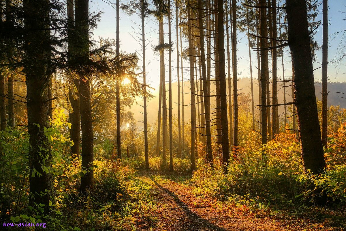 forest-6765636_1920.jpg
