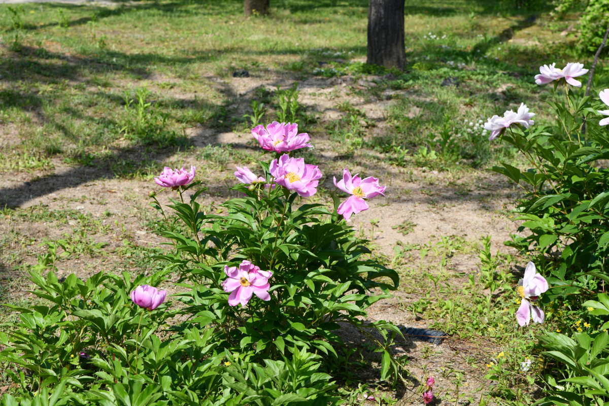 IMG_2725.JPG