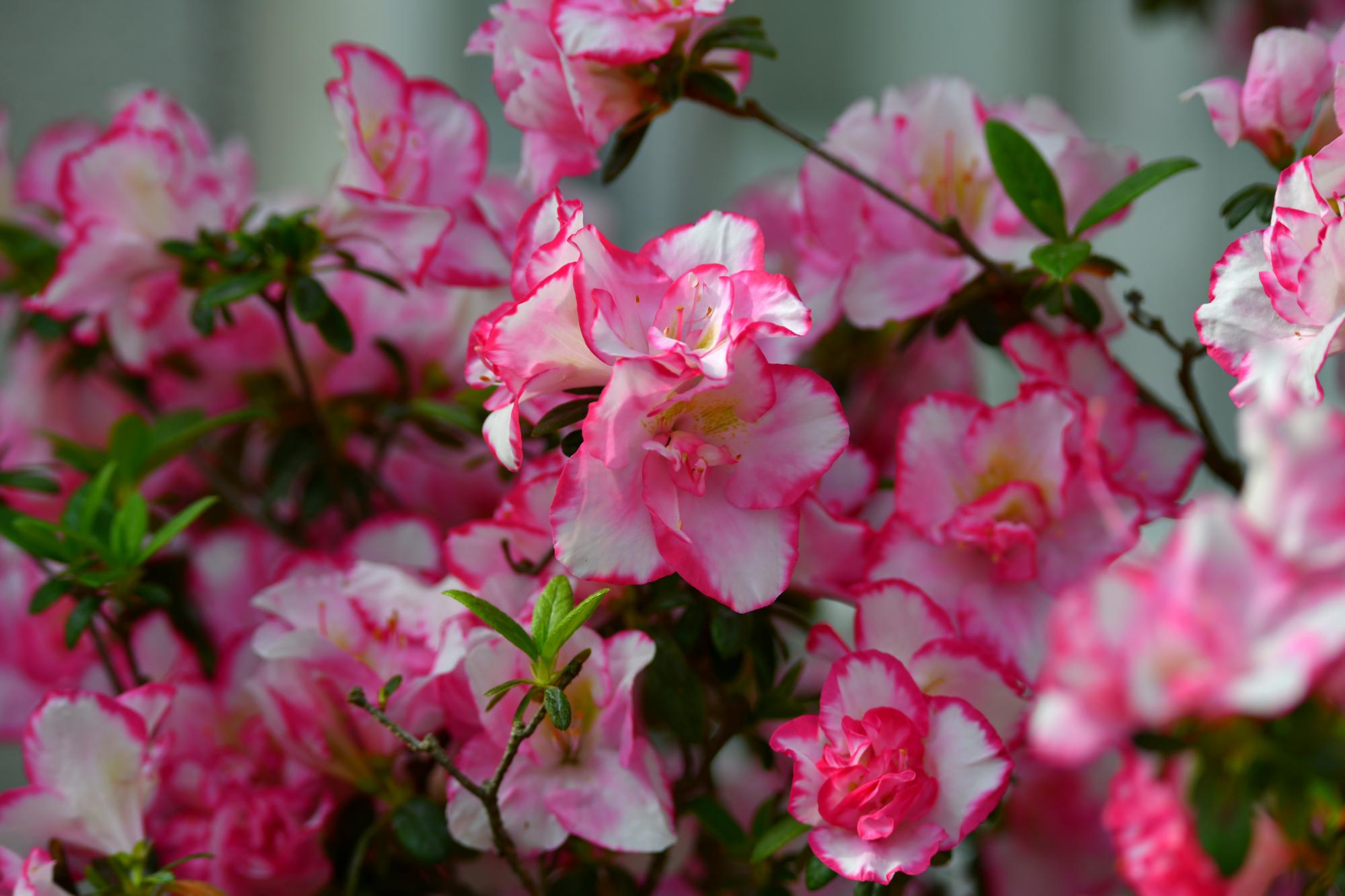 DSC_3780.JPG