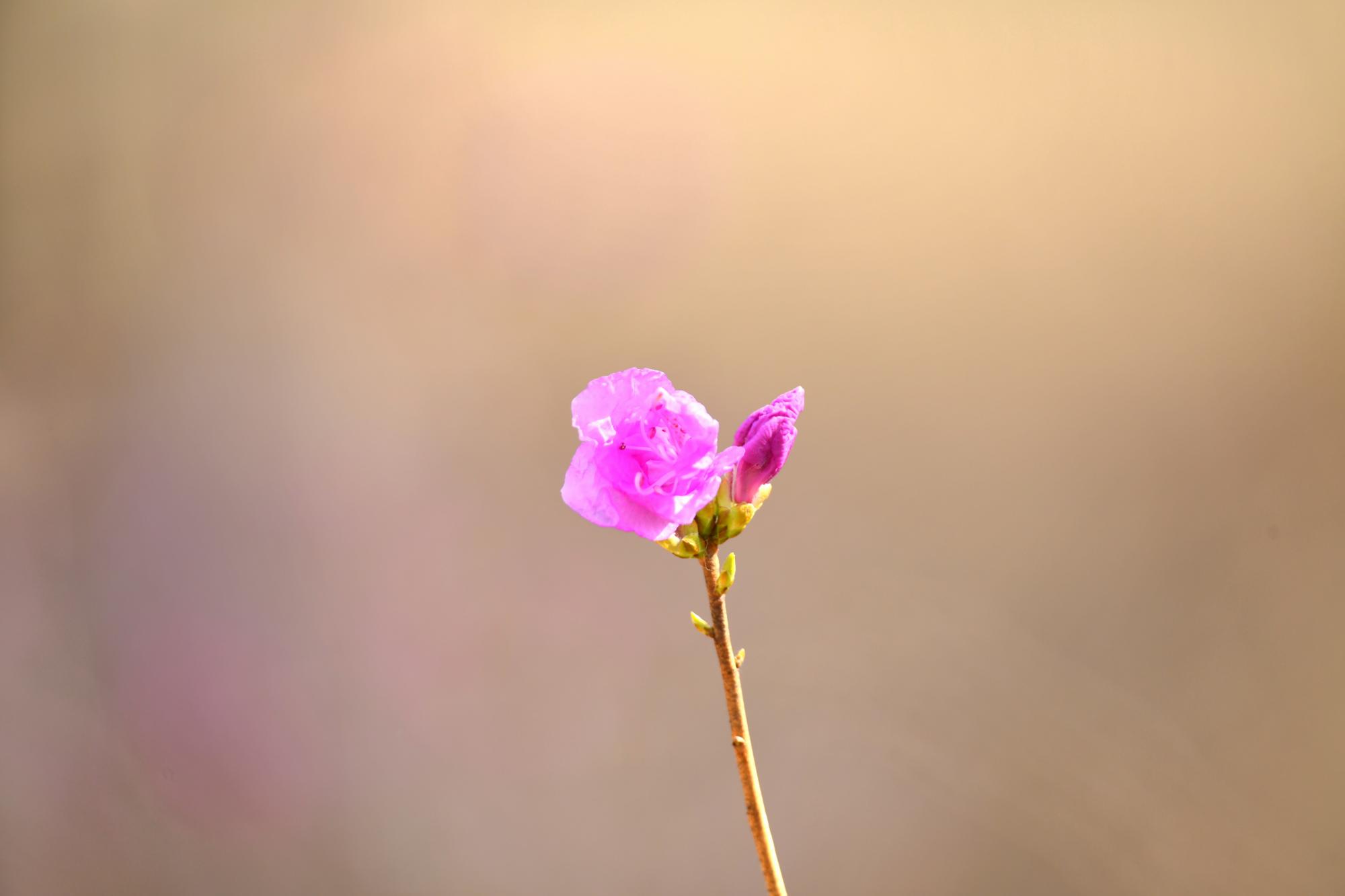 DSC_3712.JPG