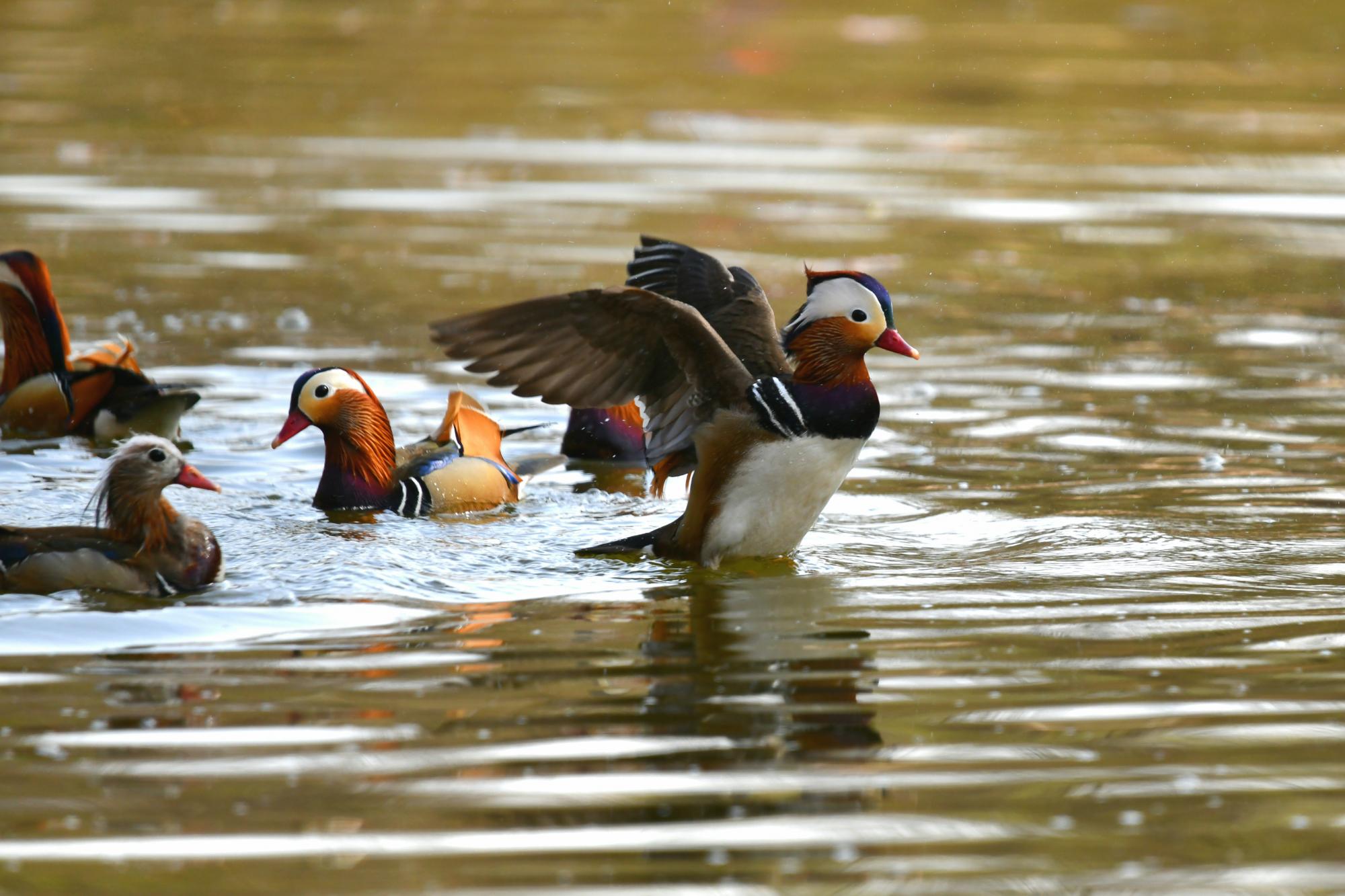 DSC_3831.JPG