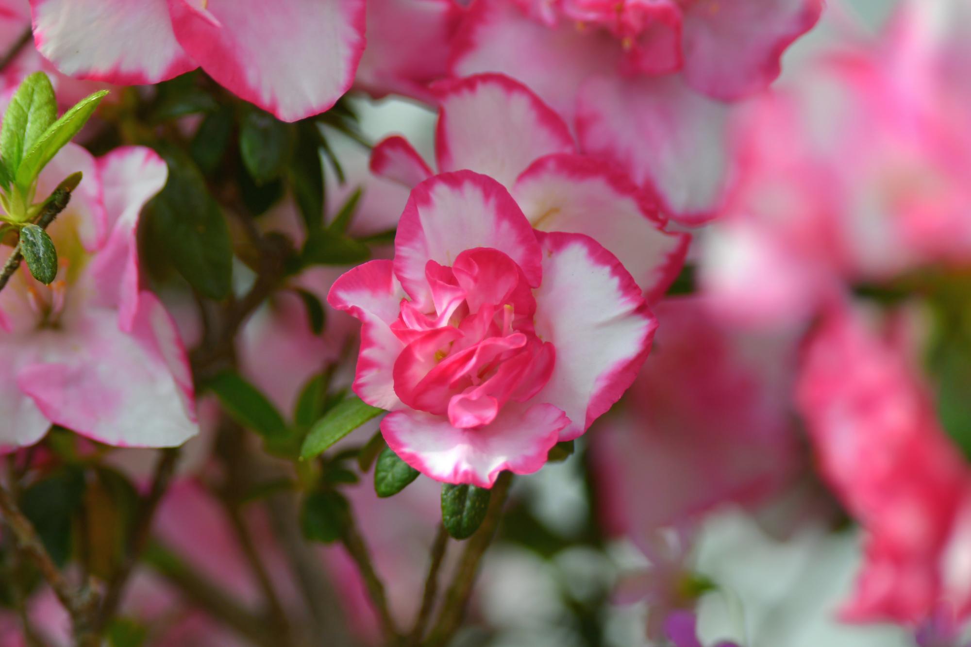 DSC_3779.JPG