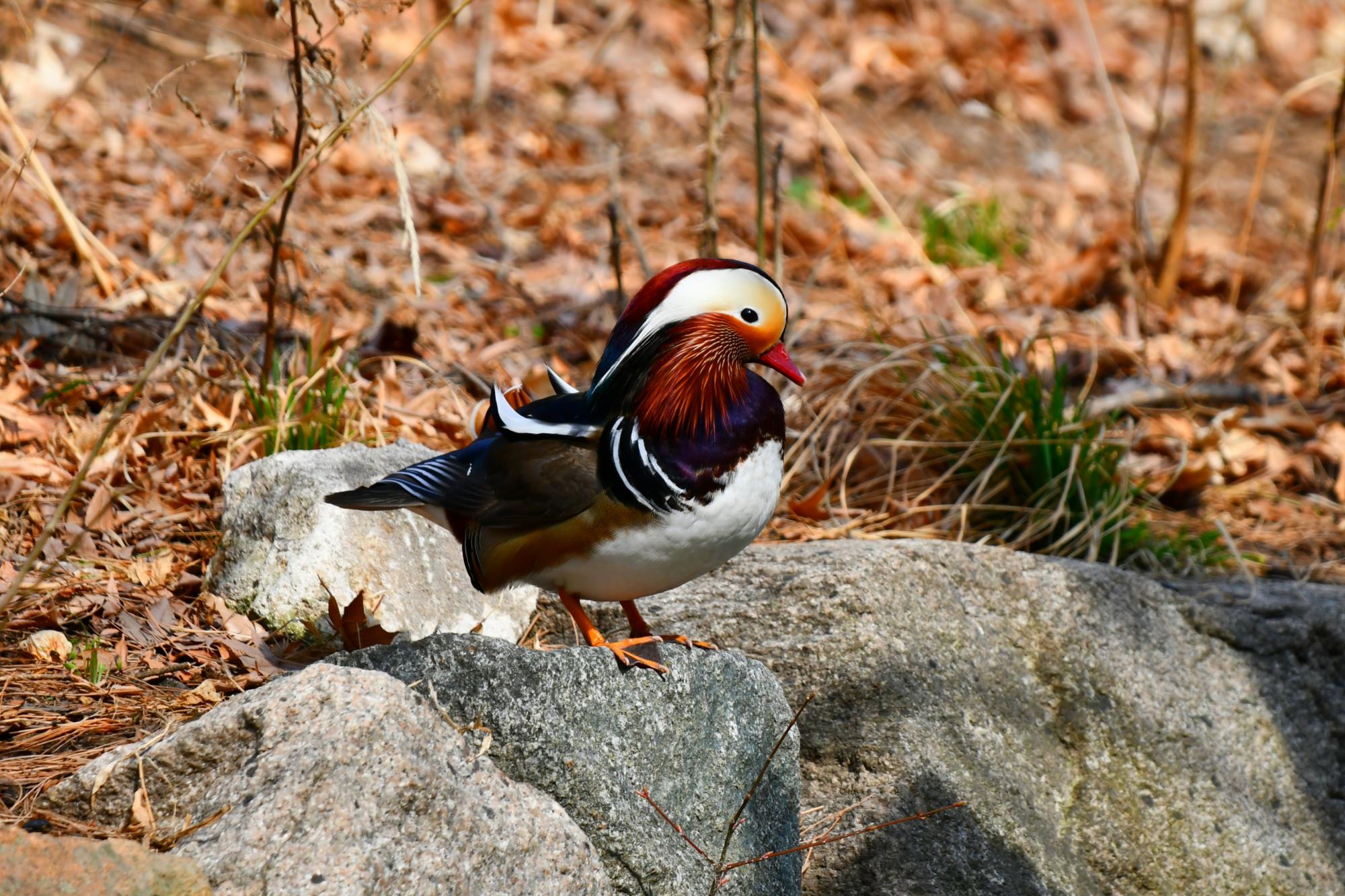 DSC_3759.JPG