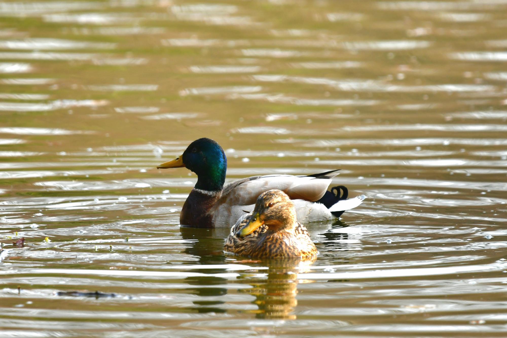 DSC_3807.JPG