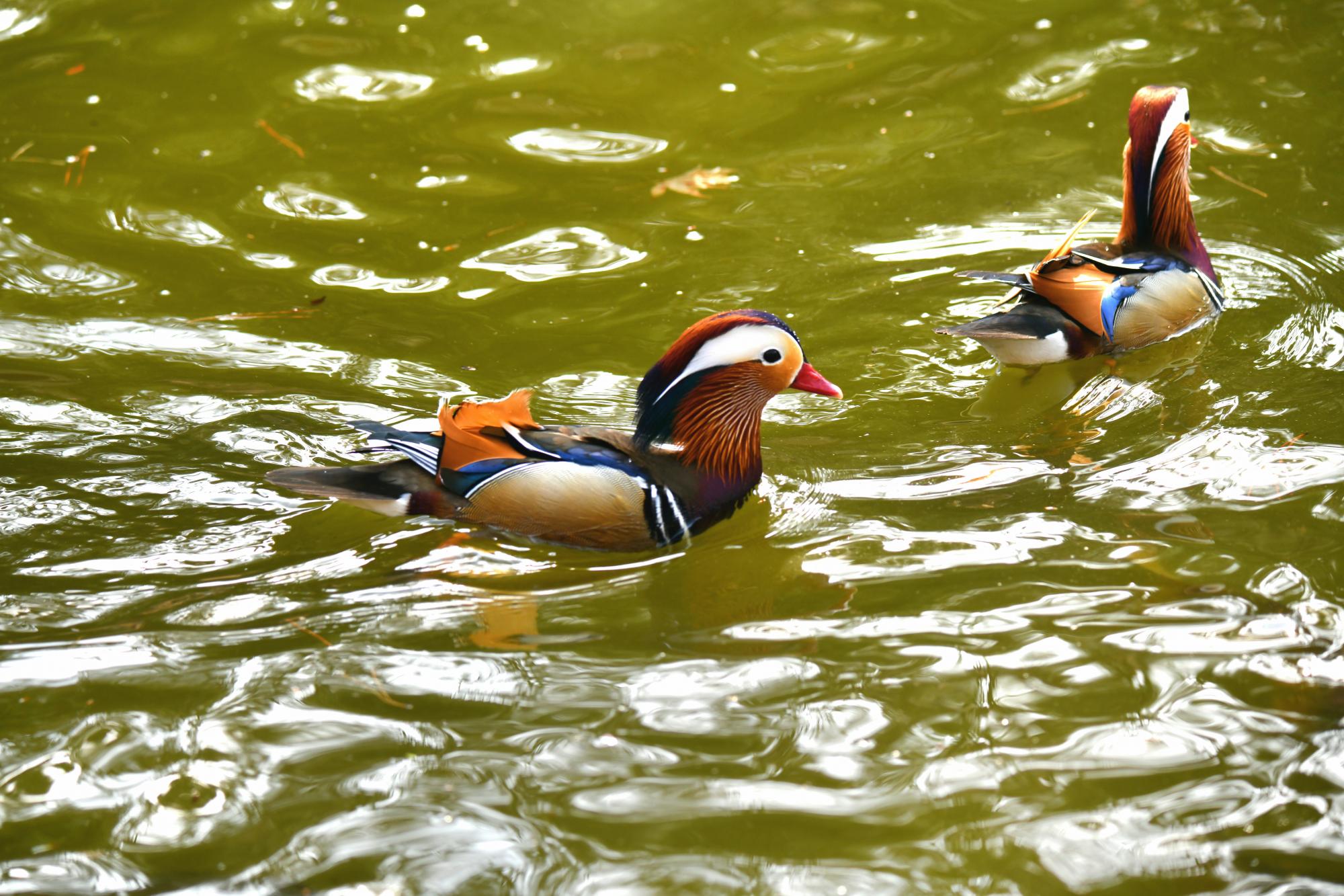DSC_3833.JPG