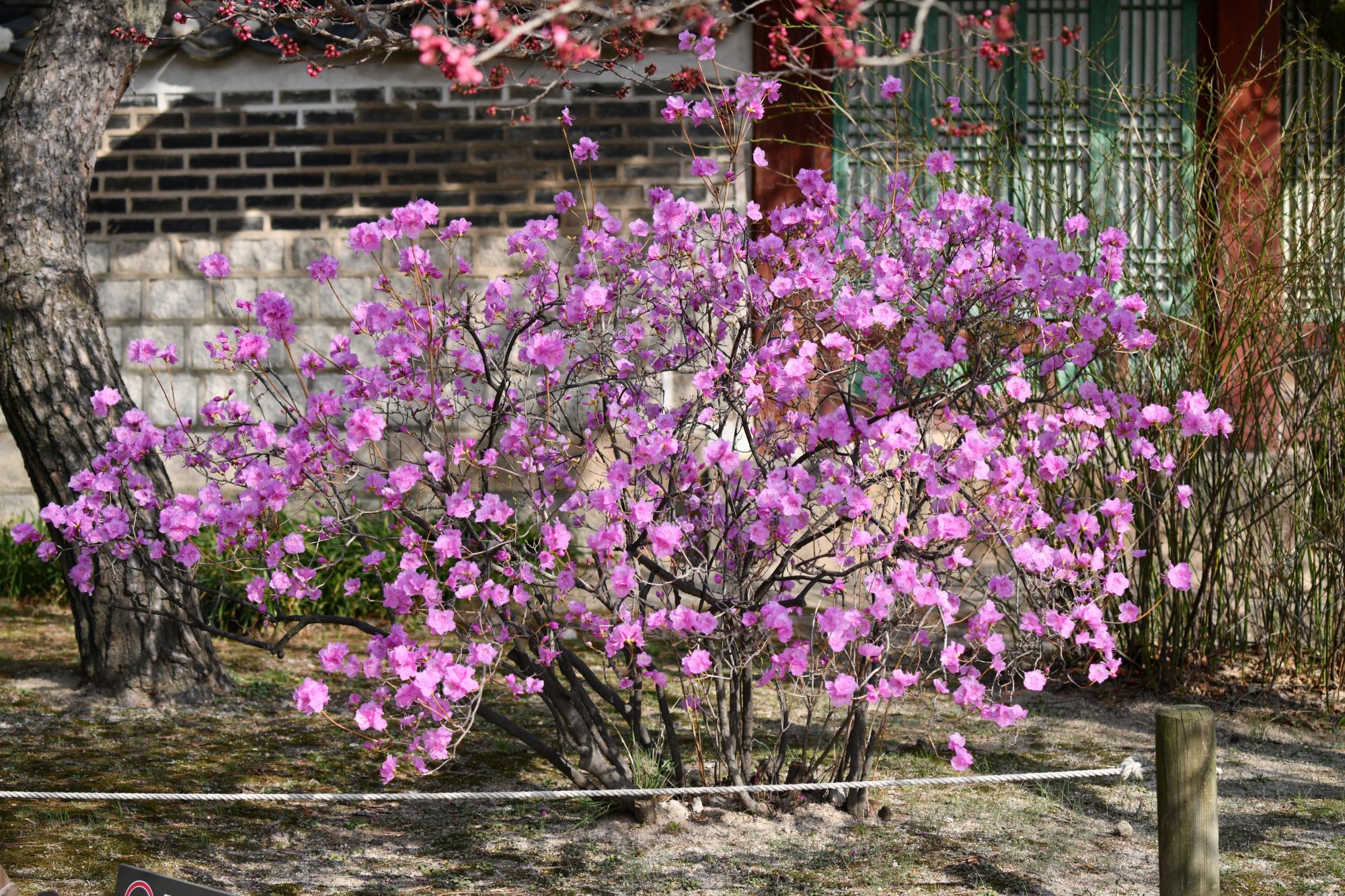 DSC_3864.JPG
