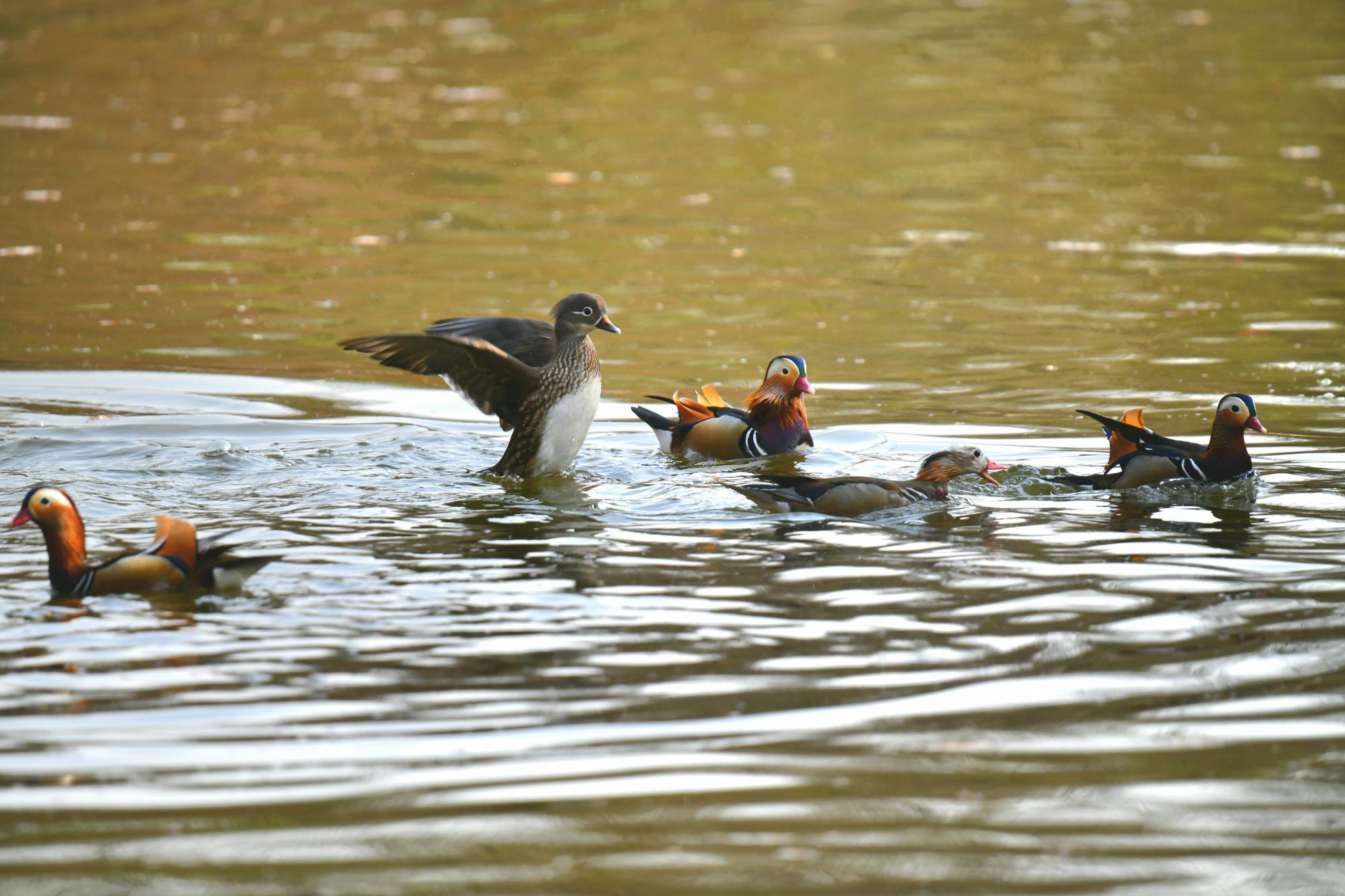 DSC_3809.JPG